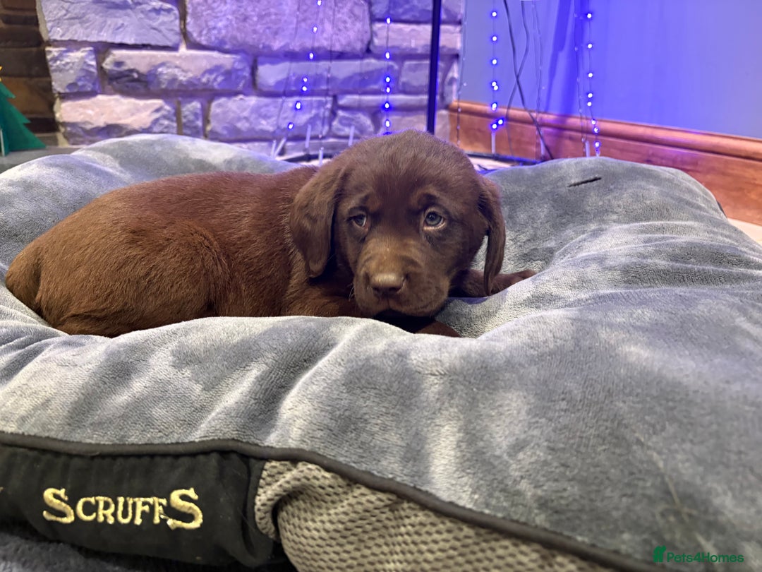 Labrador Retriever dogs for sale: Chocolate Labrador Puppies - Advert 5