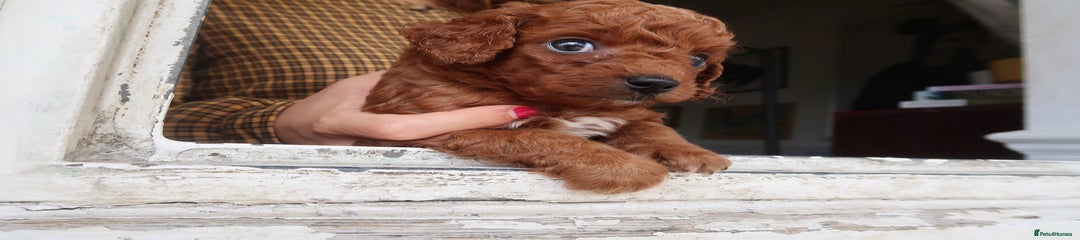 Cockapoo Puppy 6