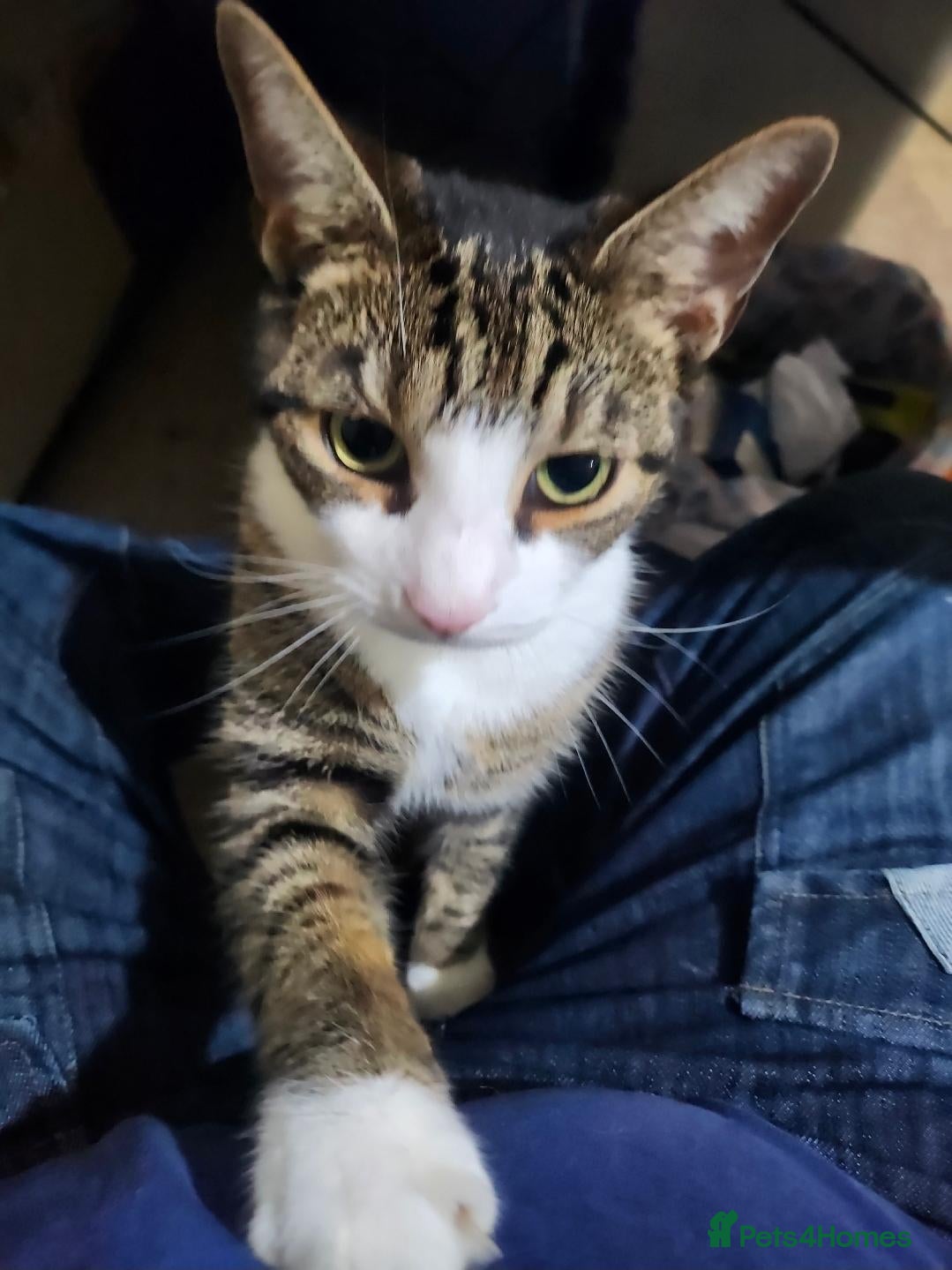 Mixed Breed cats Tiger Striped Boy For Sale - Advert 5