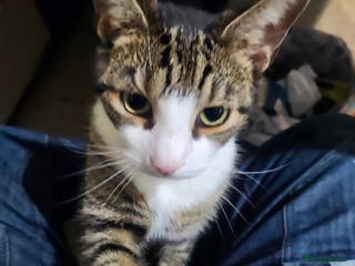 Mixed Breed cats Tiger Striped Boy For Sale - Advert 1