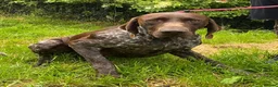 German Shorthaired Pointer dogs for adoption: Gorgeous GSP, Son in Matlock - Advert 2