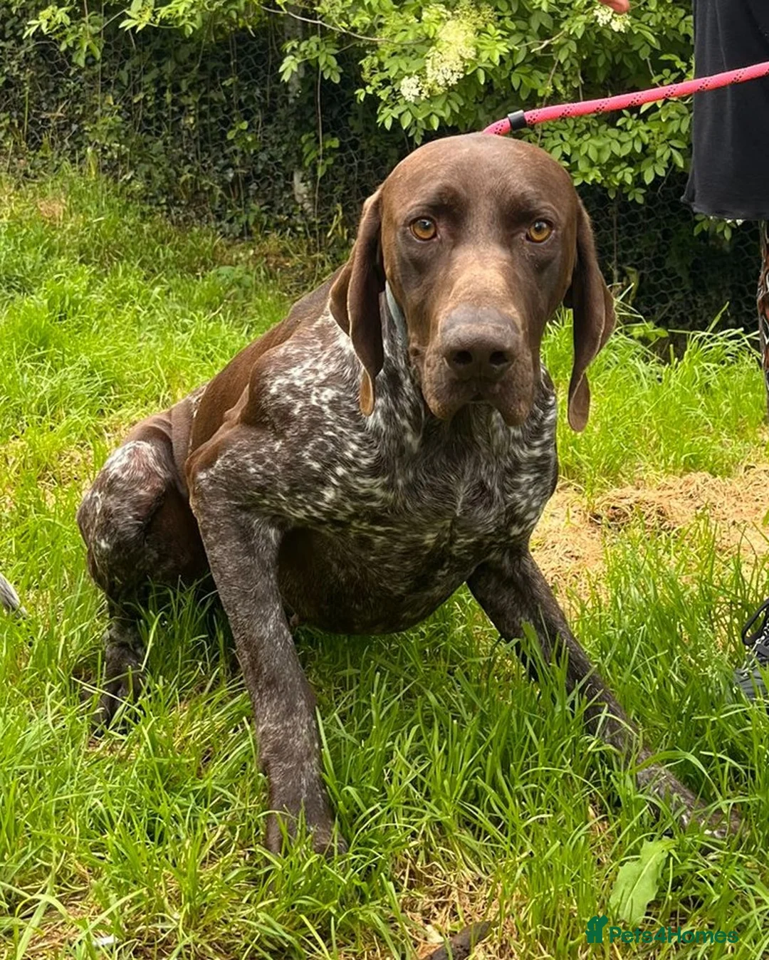 German Shorthaired Pointer dogs for adoption: Gorgeous GSP, Son in Matlock - Advert 2