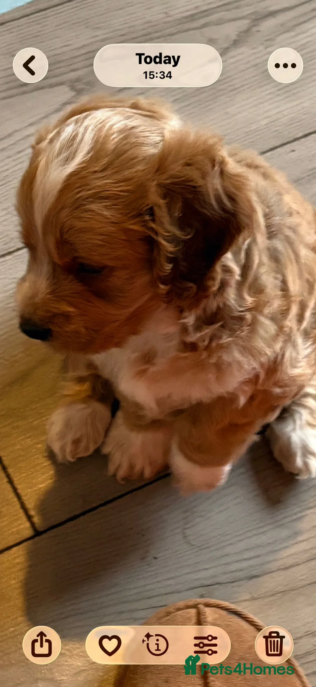 Cockapoo dogs for sale: Beautiful cockapoo puppies  - Advert 19