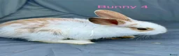 Mini Lop rabbits for sale: Mini lop bunnies - Advert 10