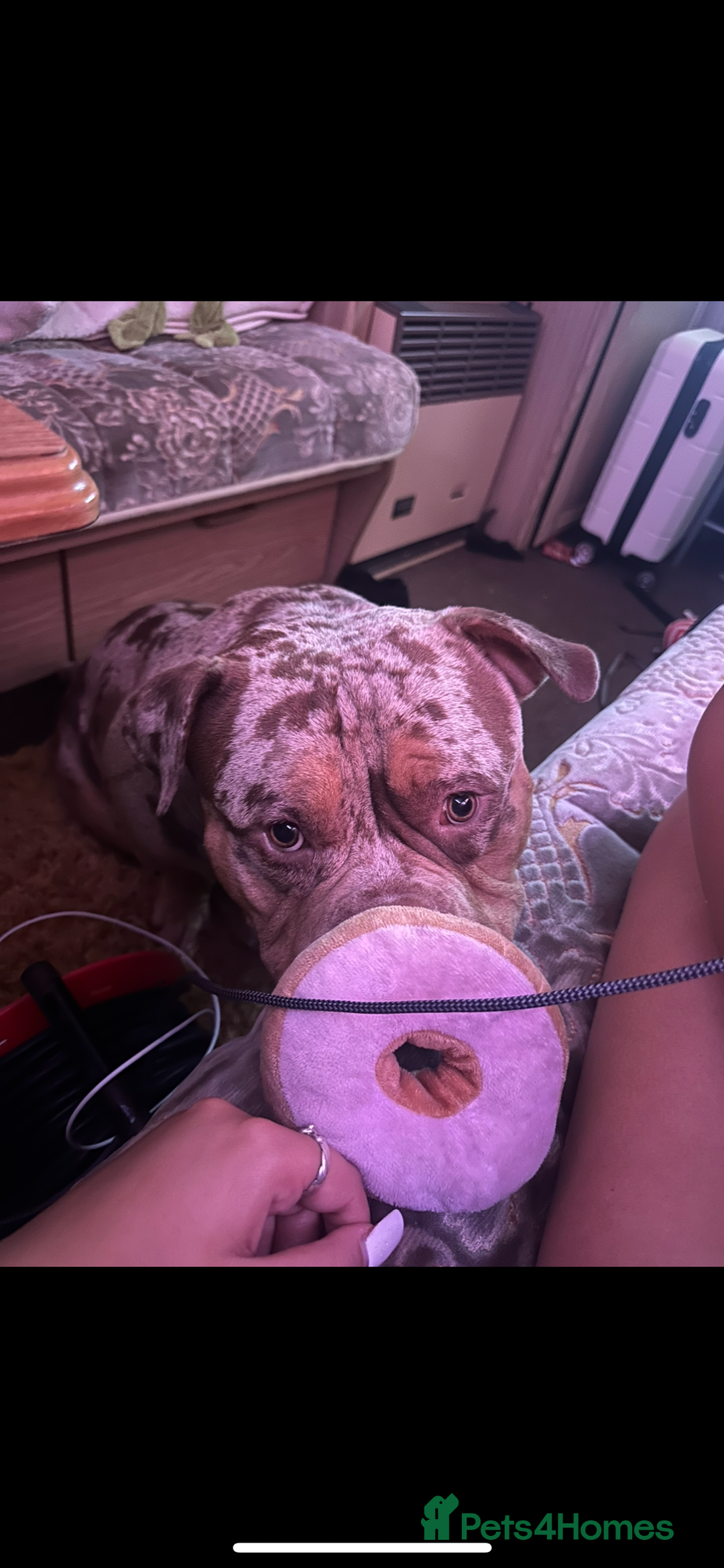 American Bully dogs for sale: Pocket bully  - Image 5