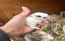 Netherland Dwarf rabbits for sale: Beautiful Mini lop and Netherland dwarf bunnies  - Advert 7