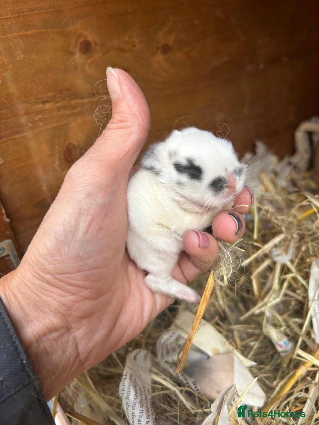 Netherland Dwarf rabbits for sale: Beautiful Mini lop and Netherland dwarf bunnies  - Advert 7