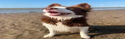 Border Collie dogs for sale: Maggie in Morecambe - Advert 2