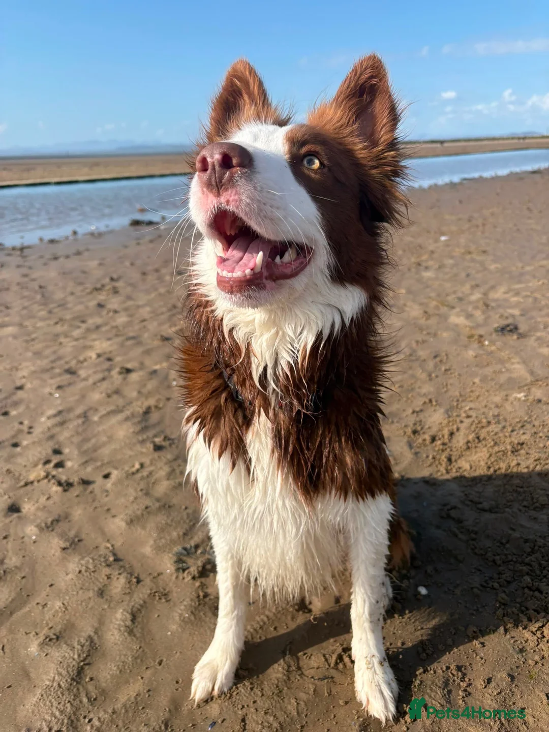 Border Collie dogs for sale: Maggie in Morecambe - Advert 2