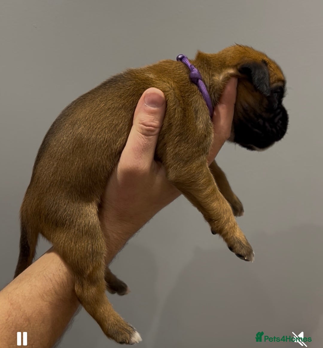 Boxer dogs for sale: 9 Beautiful Boxer Puppies - Pet Only  - Advert 37