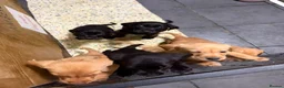 Labrador Retriever dogs for sale: Full Labrador Puppies   - Advert 14