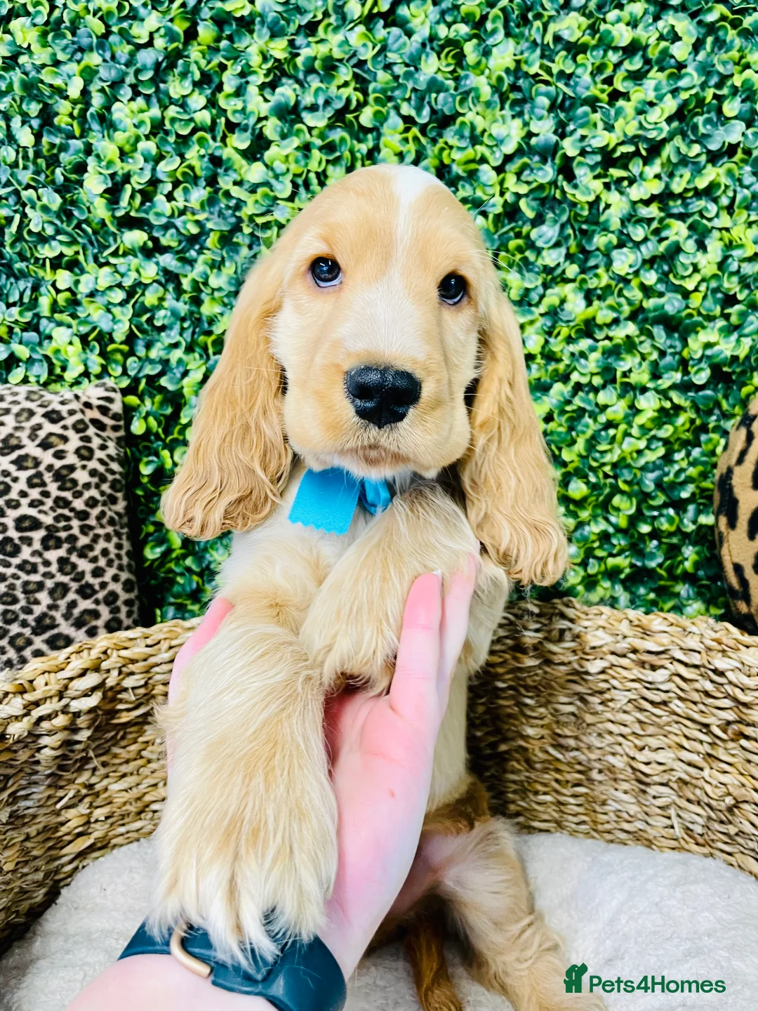 Cocker Spaniel dogs for stud: 🧡🧡 KC REG Stud Orange Roan Show Cocker Spaniel in Northallerton - Advert 7