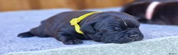 Staffordshire Bull Terrier dogs for sale: Solid Black Staff Puppies short & stocky Type  - Advert 5