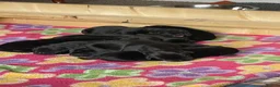 Labrador Retriever dogs for sale: KC registered black Labrador puppies  in Mansfield - Advert 19
