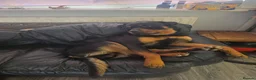 Rottweiler dogs for sale: German rottweiler  - Advert 1