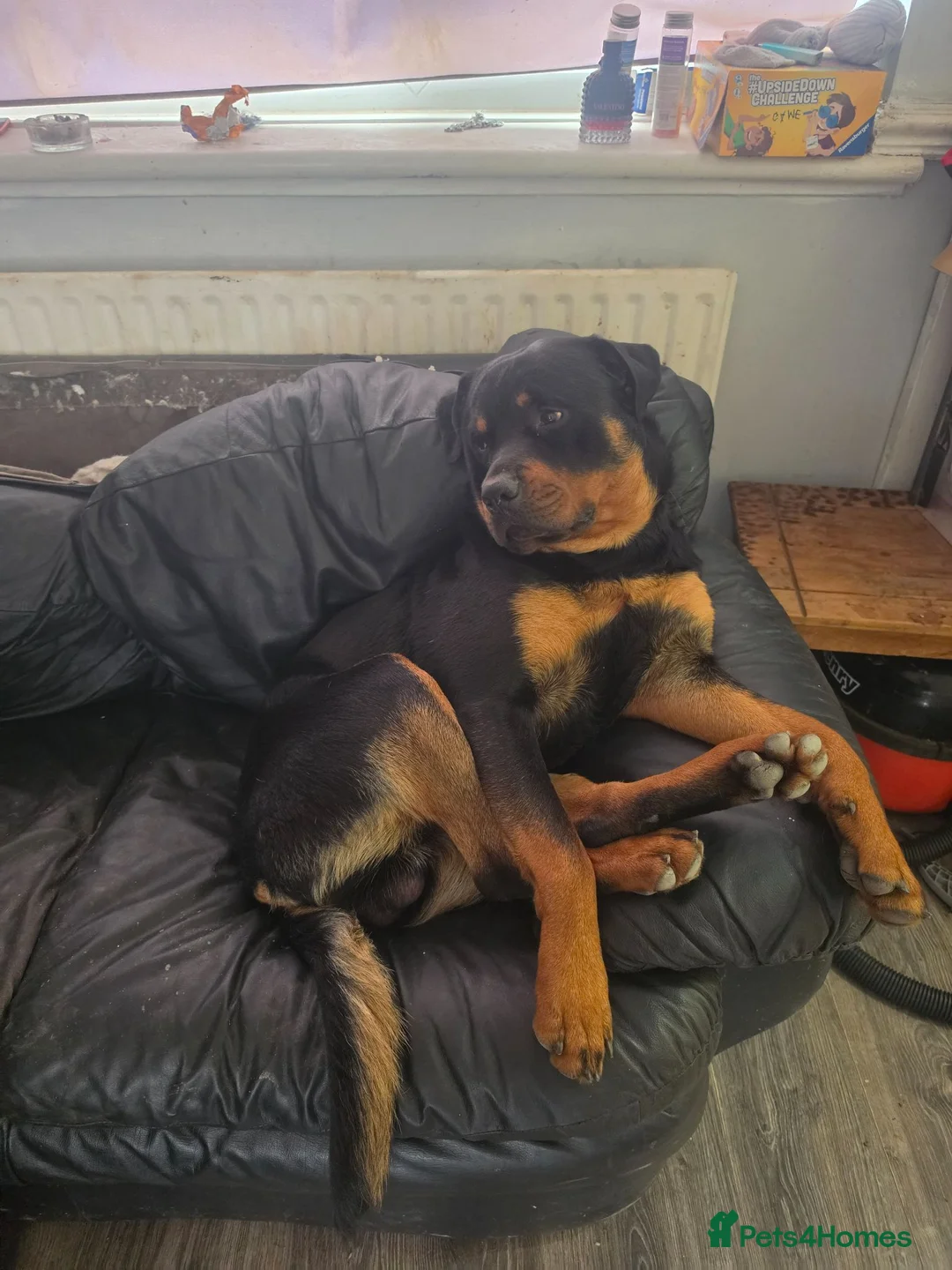 Rottweiler dogs for sale: German rottweiler  - Advert 1