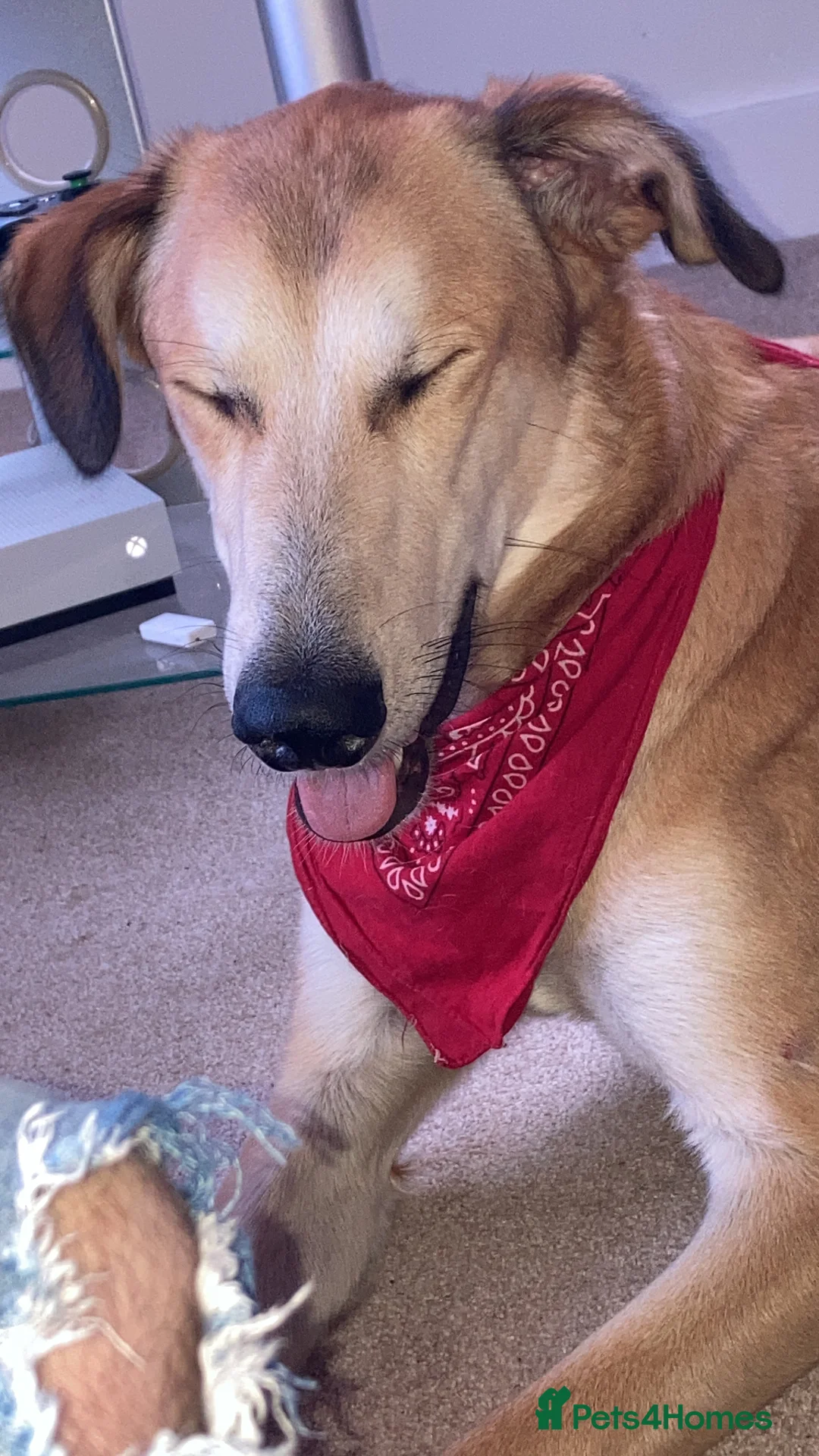 Mixed Breed dogs for sale: Merlin - Advert 4