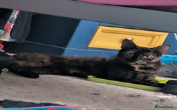 Mixed Breed cats for sale: Tabby and calico - Image 2