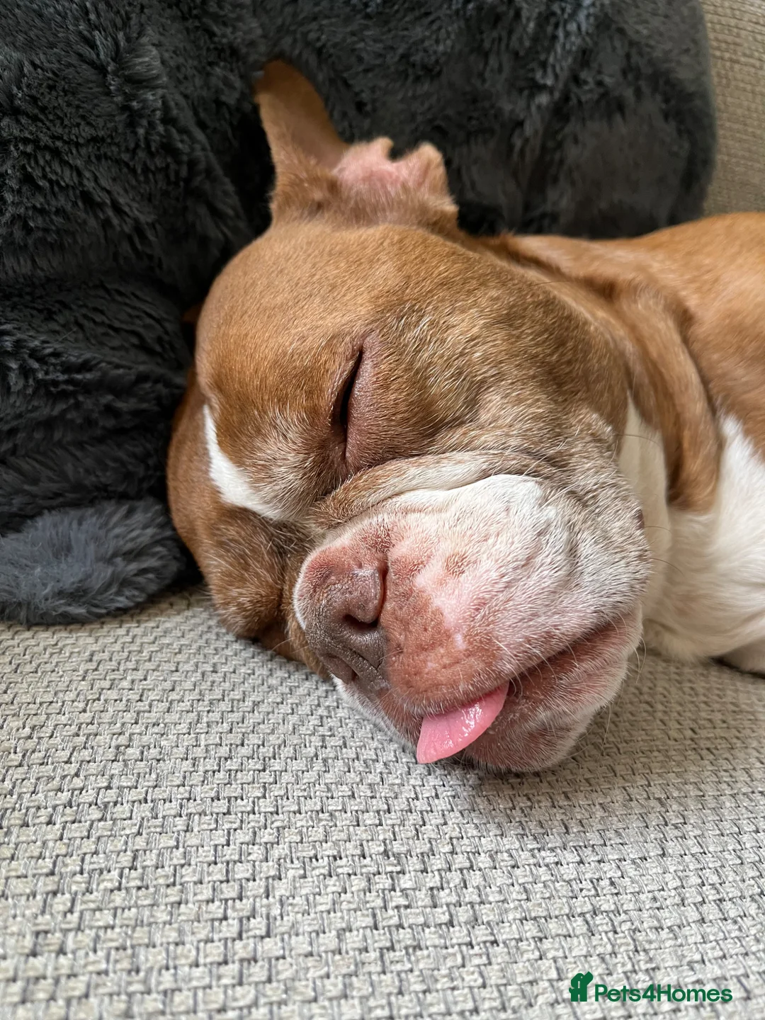 Mixed Breed dogs for sale: French cross English bulldog - Advert 2