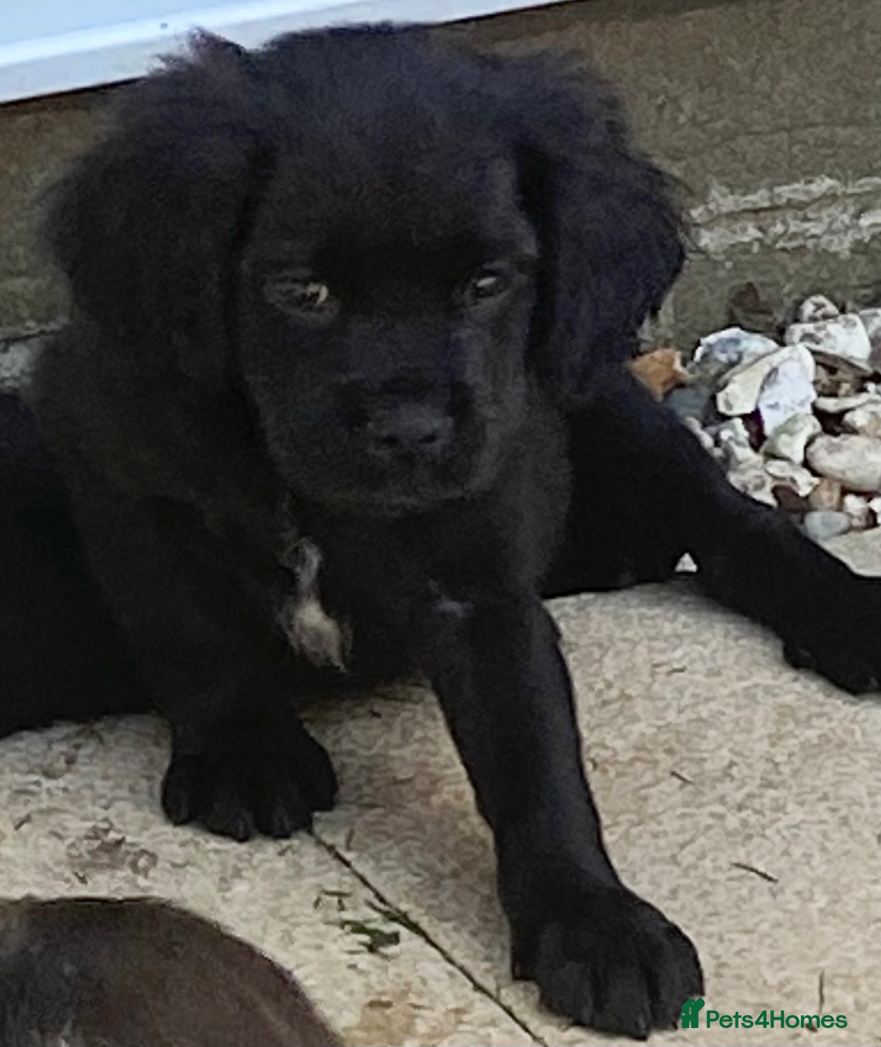 Mixed Breed dogs ♥️❤️Puppies Ready to Go ♥️❤️ - Advert 11