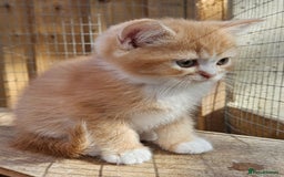British Shorthair cats for sale: BSH Ginger & White, Calico & Gold Kittens - Image 10