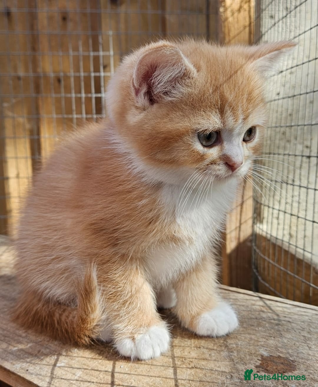 British Shorthair cats for sale: BSH Ginger & White, Calico & Gold Kittens - Image 10