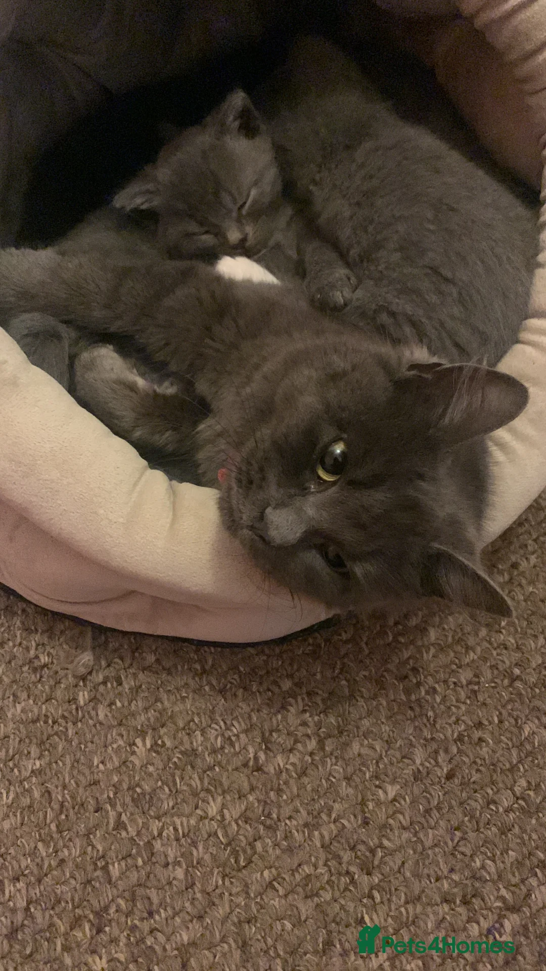 Mixed Breed cats for sale: Beautiful blue boy for sale  - Advert 8