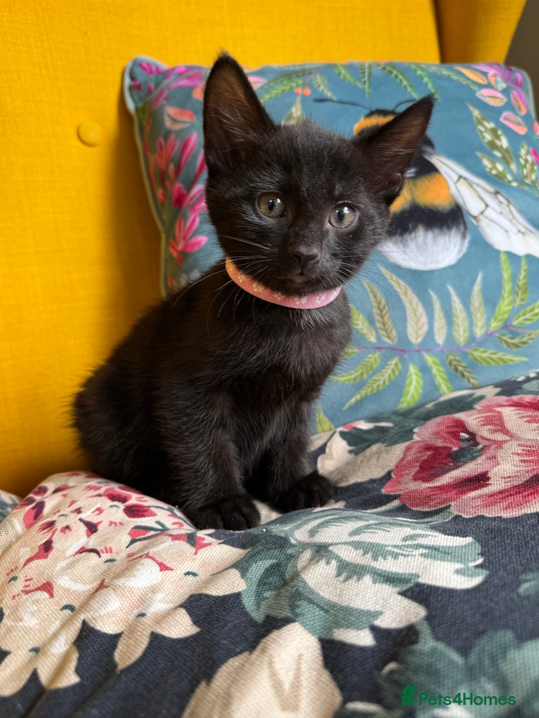 Mixed Breed cats for sale: 6 lovely black kittens looking for new homes - Image 9