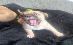 Mixed Breed dogs for sale: Pups for sale - Image 7