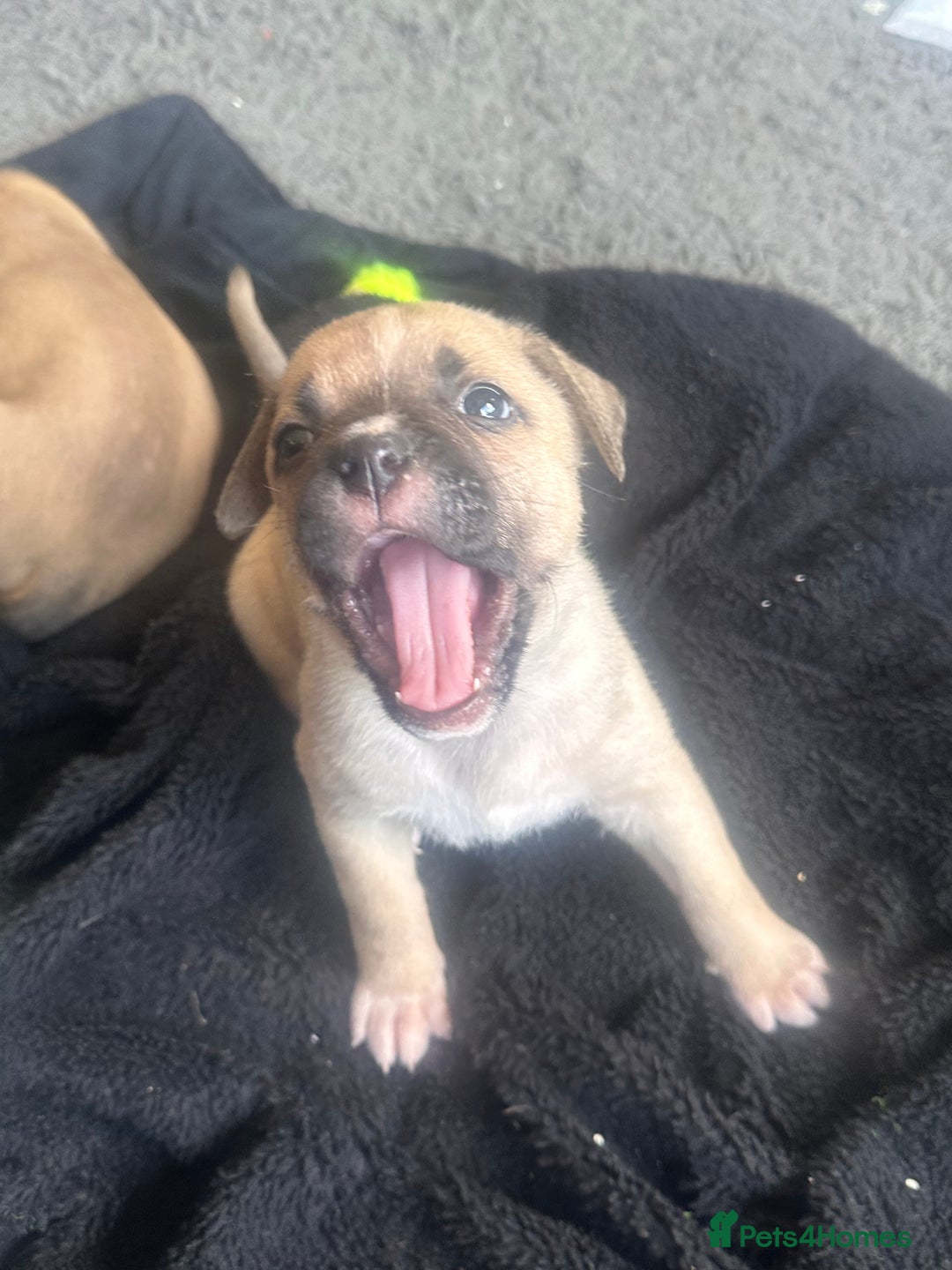 Mixed Breed dogs for sale: Pups for sale - Image 7