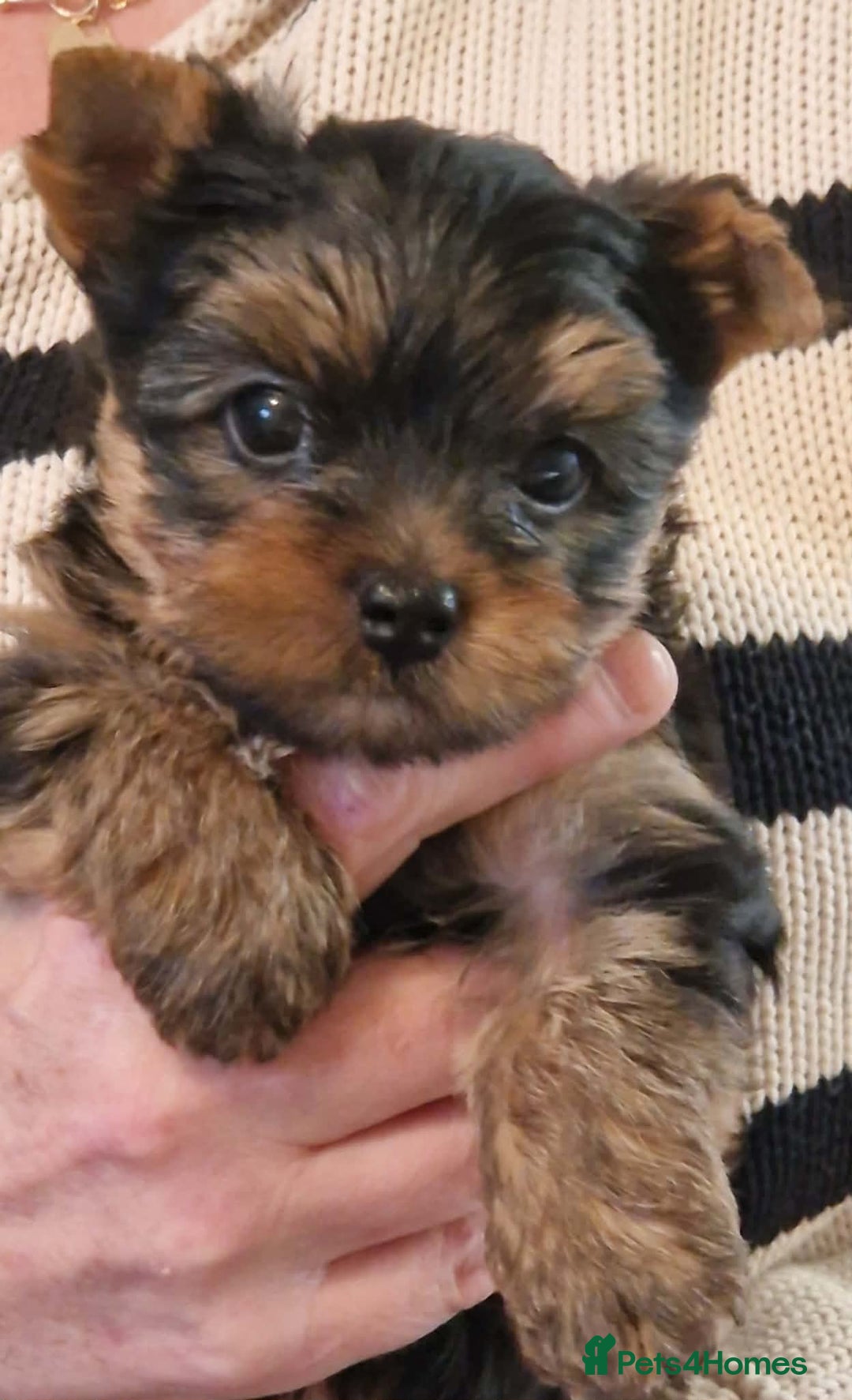 Yorkshire Terrier dogs for sale: Beautiful Quality Yorkshire Terrier Litter  - Advert 1