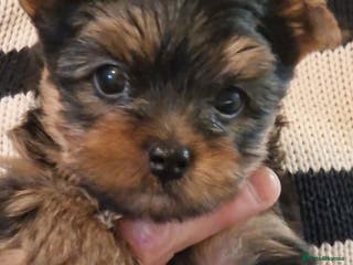 Yorkshire Terrier dogs Beautiful Quality Yorkshire Terrier Litter - Advert 12