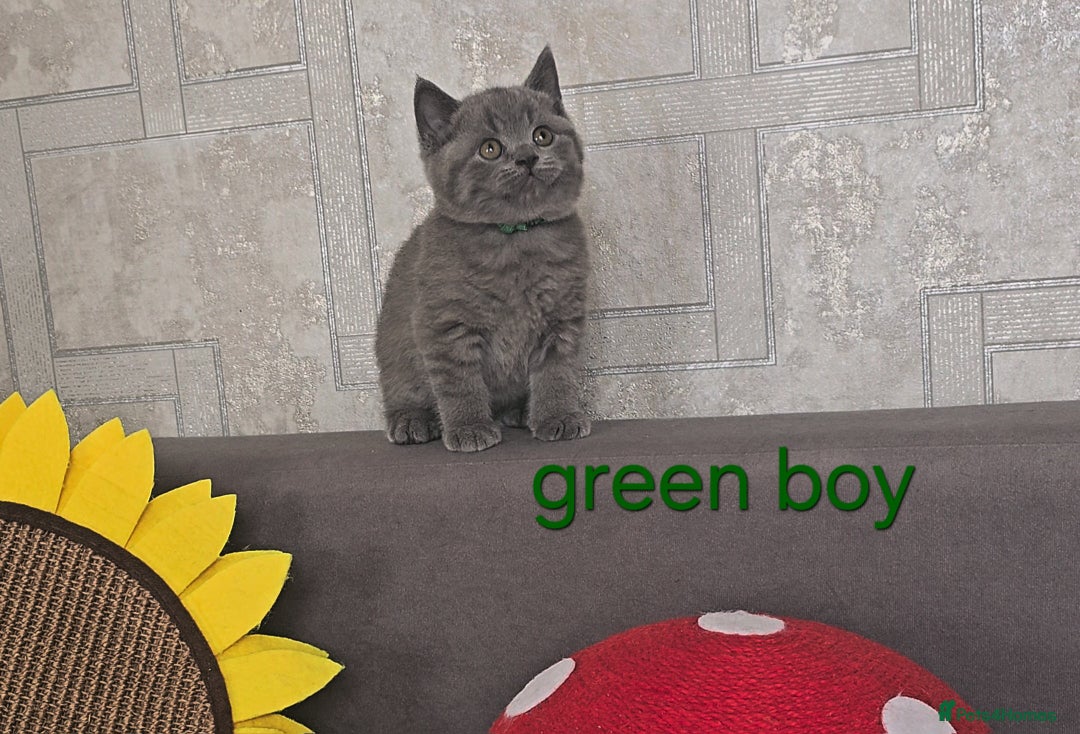 British Shorthair cats for sale: British Blue Shorthair kittens, GCCF pedigree - Image 30
