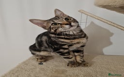Mixed Breed cats for sale: Beautiful Male Tabby Kitten for Rehoming - Image 5
