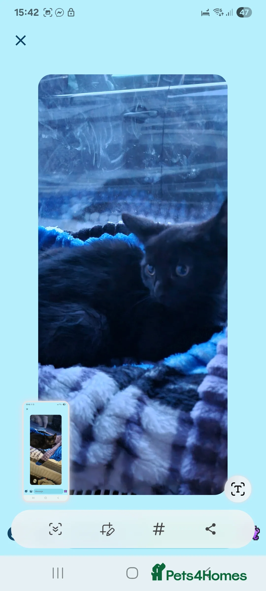 Bombay cats for sale: Bombay cat 3 month old  - Advert 2