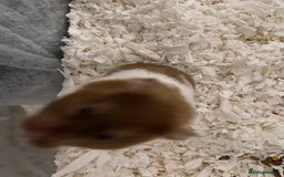 Hamster rodents for sale: Male Syrian hamster  - Image 1