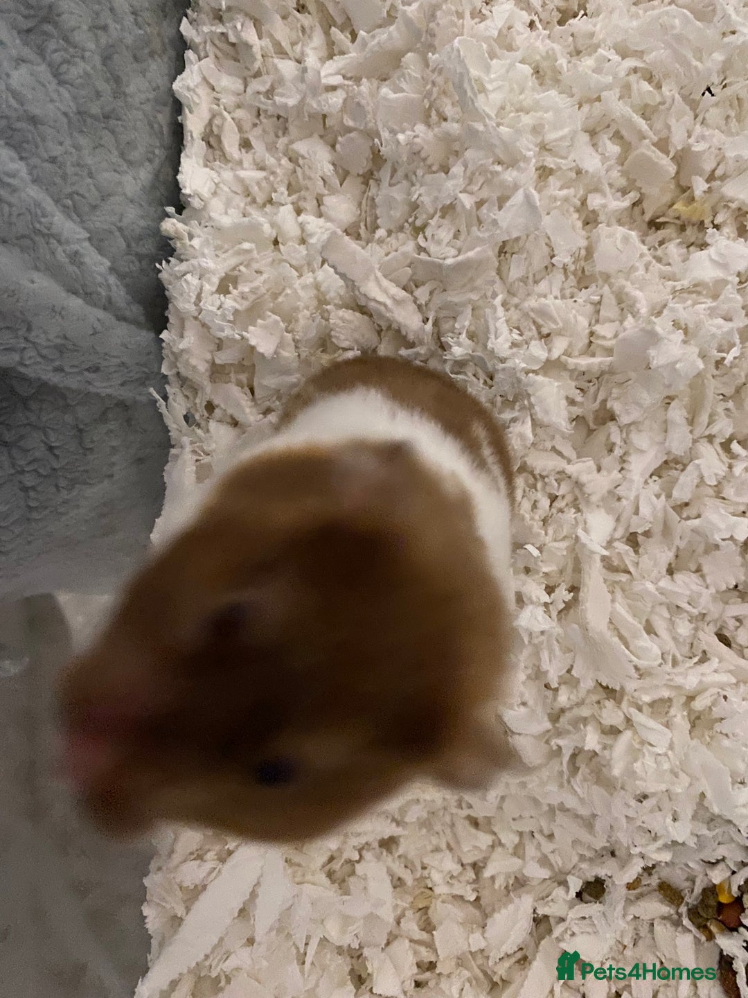 Hamster rodents for sale: Male Syrian hamster  - Image 1
