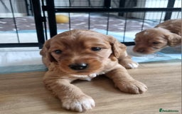 Cockapoo dogs for sale: Sweet and beautiful golden/red boy cockerpoo  - Image 3