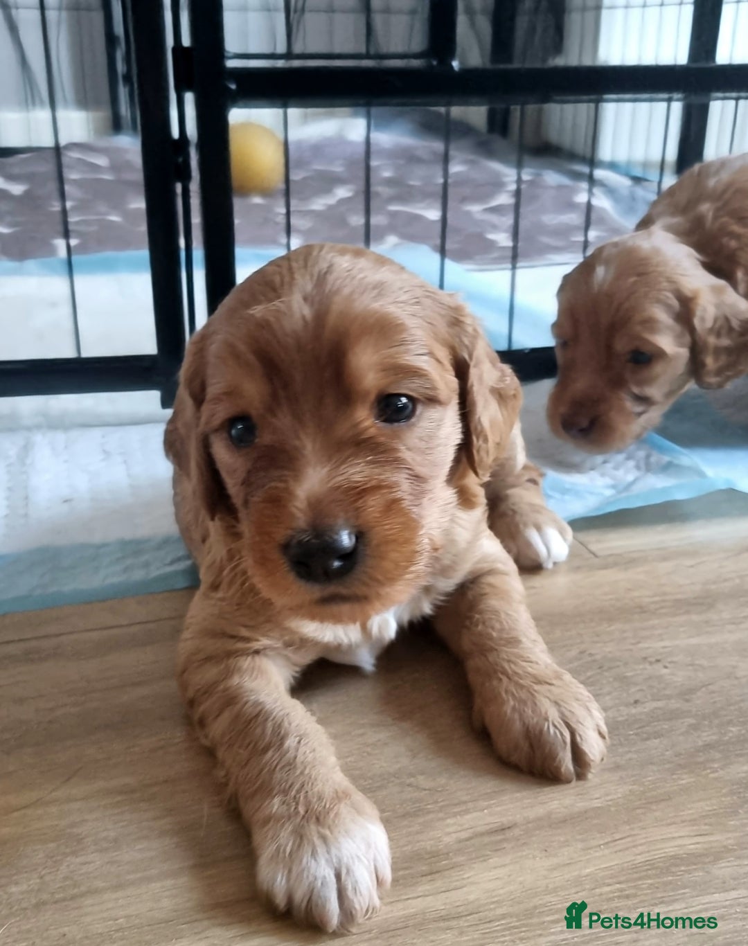 Cockapoo dogs for sale: Sweet and beautiful golden/red boy cockerpoo  - Image 3