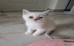 Scottish Fold cats for sale: Schotish straith and fold kittens😻 - Image 22