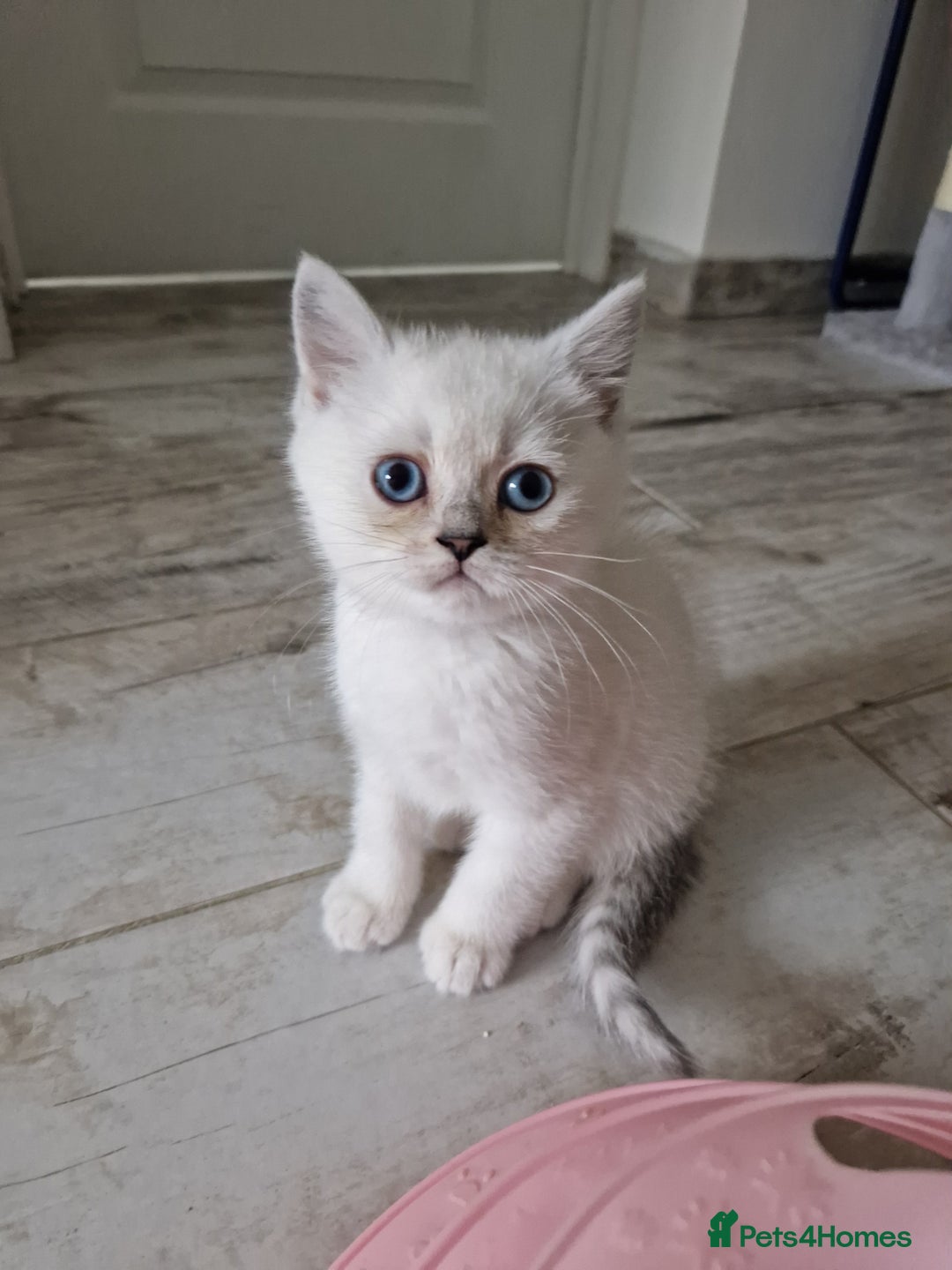 Scottish Fold cats for sale: Schotish straith and fold kittens😻 - Image 22