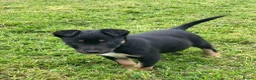 Mixed Breed dogs for sale: Huntaway x Collie - Advert 5