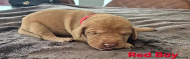 Hungarian Vizsla 3