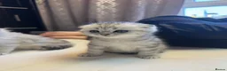 Scottish Fold cats for sale: CHINCHILLA SCOTTISH FOLD KITTEN ELEGANT & PLAYFUL  - Advert 39