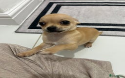 Chihuahua dogs for sale: Miniature chihuahua puppies (champion litter)  - Image 28