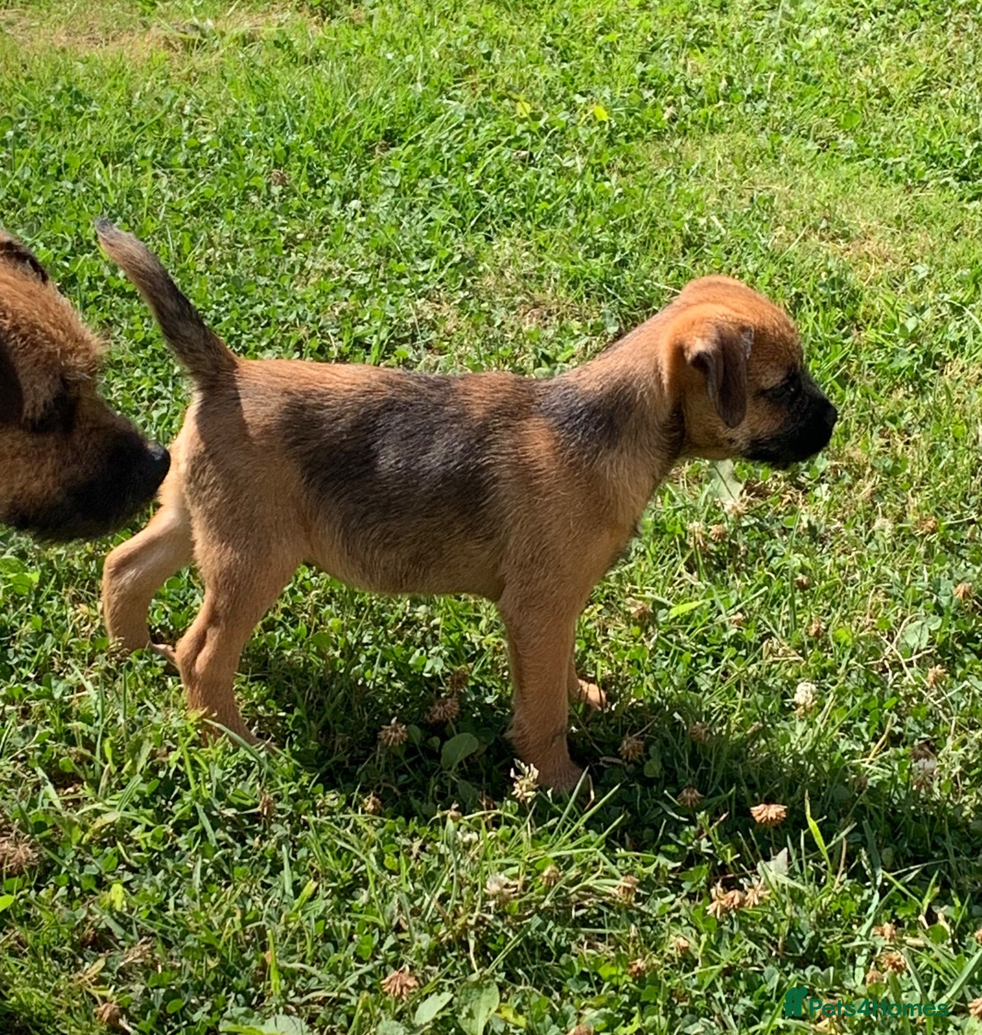 Border Terrier dogs Champion bred companion  - Advert 4
