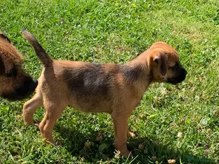Border Terrier dogs Champion bred companion - Advert 4