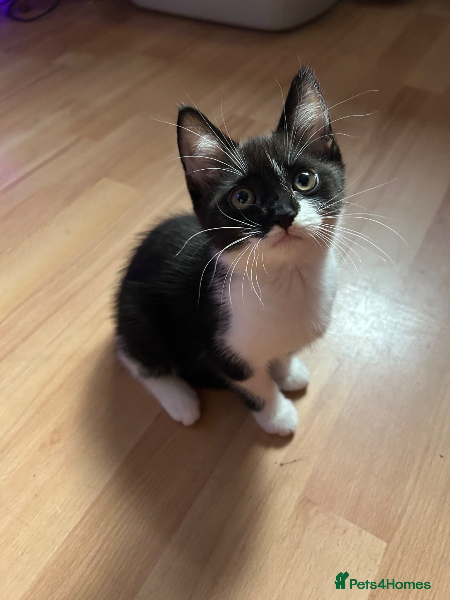 British Shorthair cats 9 week old British shorthair - male  - Advert 17