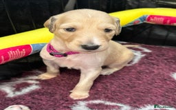 Saluki dogs for sale: Beautiful Saluki (new updated photos)  - Image 39