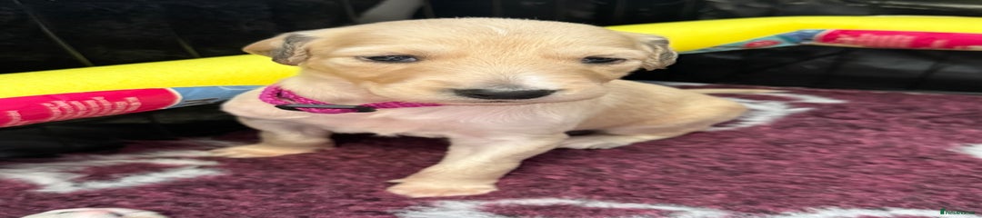 Saluki Puppy 8